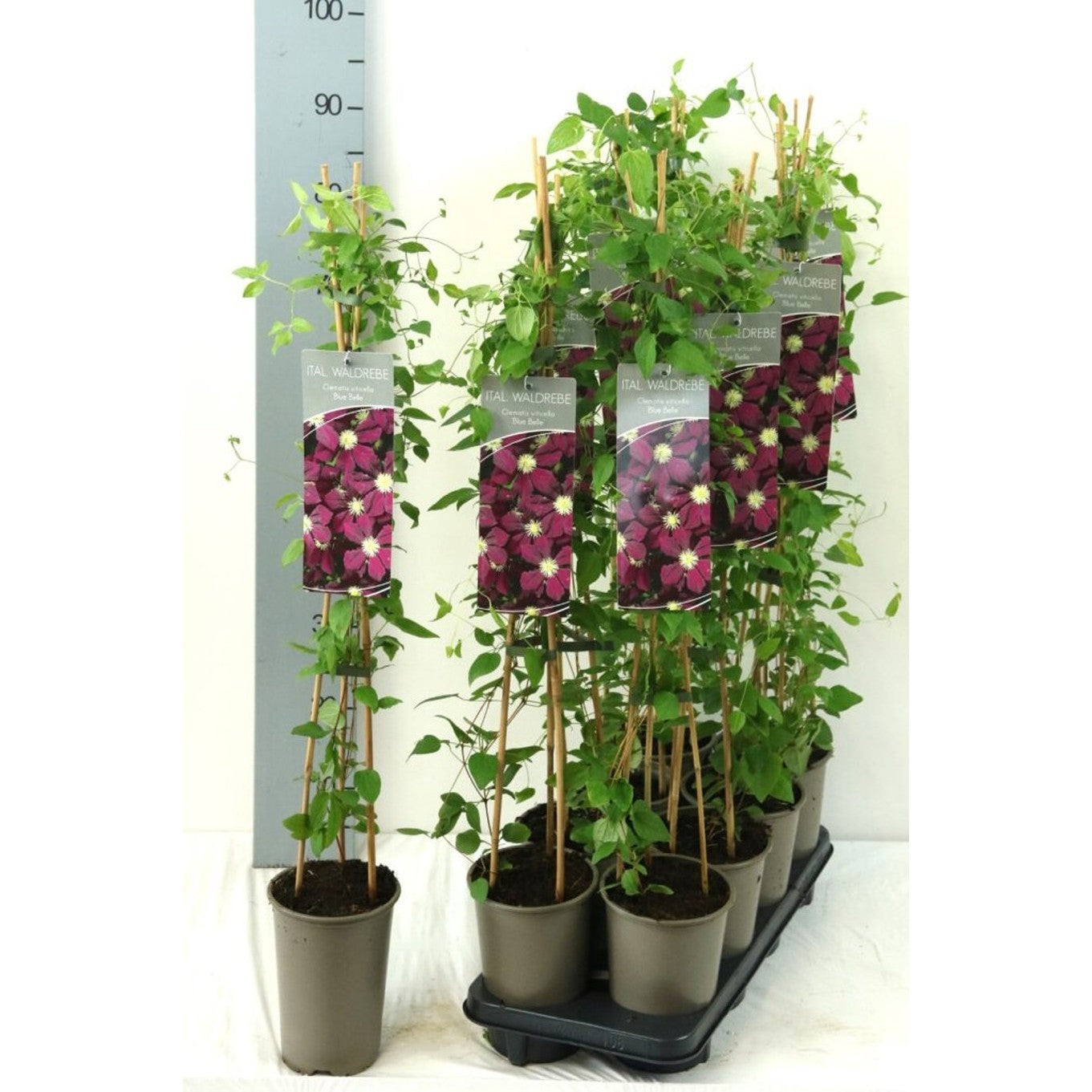 Klematis – Clematis 'Blue Belle' - C2 60-80 CM Stick